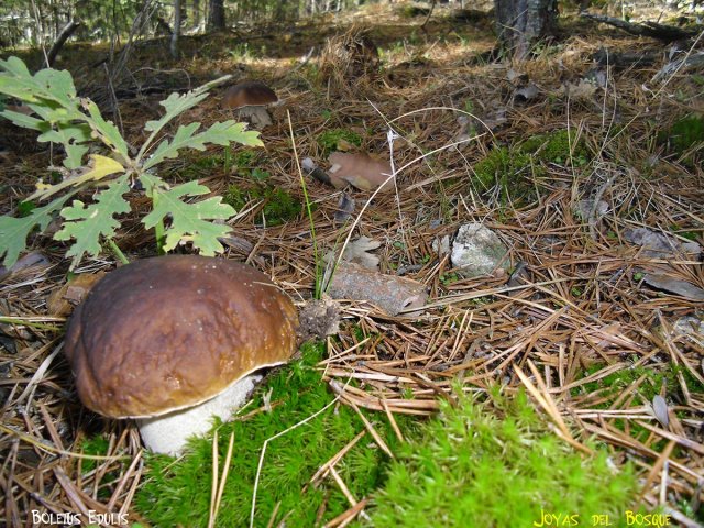 BOLETUS EDULIS